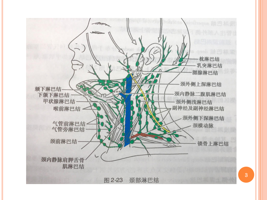 颈部淋巴结详细分区参考课件.pptx_第3页