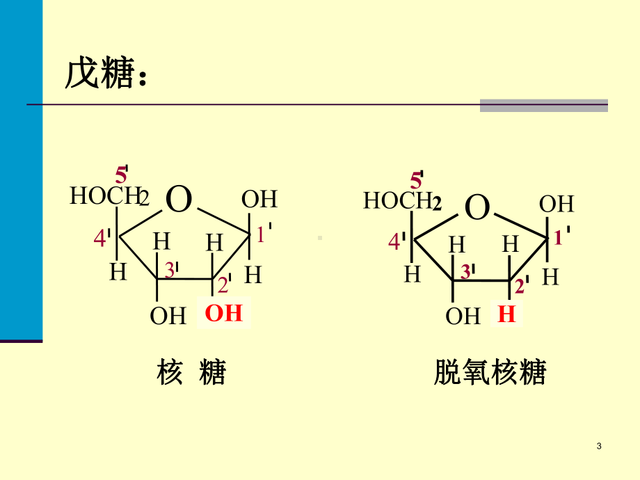 核酸与核苷酸代谢课件.ppt_第3页