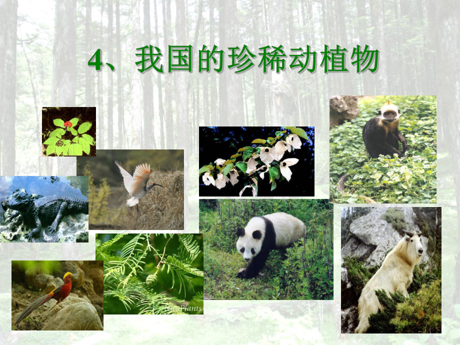 珍稀动植物课件.ppt_第2页