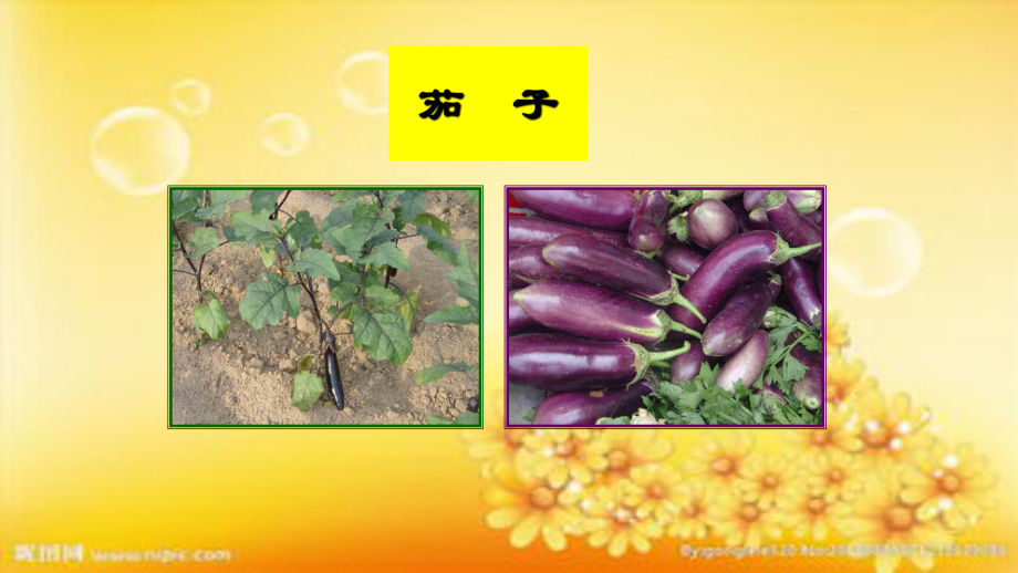 第四章-番茄课件.ppt_第3页