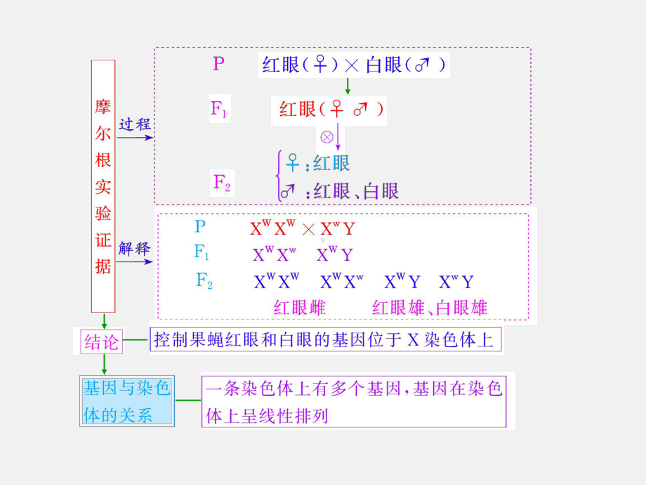 高考生物-一轮复习-第3讲-基因在染色体上和伴性遗传-新人教必修2课件.ppt_第3页