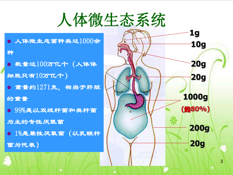 益生菌课件.ppt_第3页