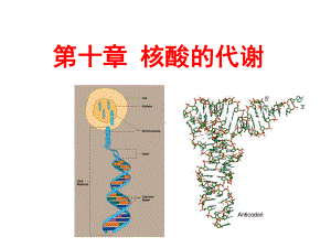 第十章DNA的生物合成课件.ppt