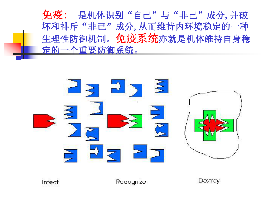 组织胚胎学11循环系统课件.ppt_第2页