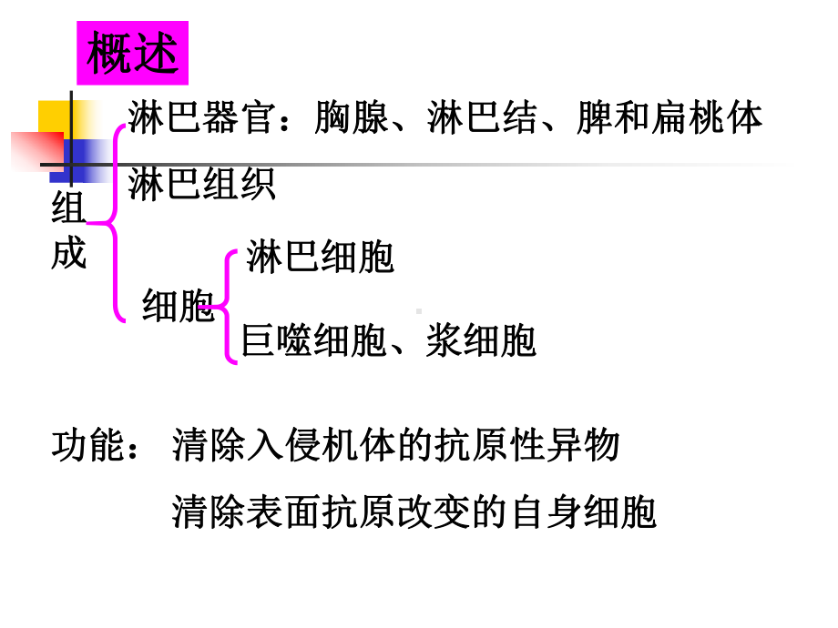 组织胚胎学11循环系统课件.ppt_第3页