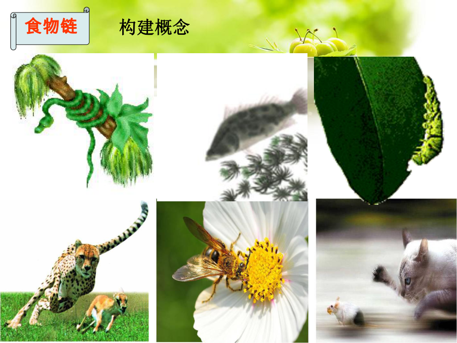 食物链初中生物课件-2.ppt_第2页