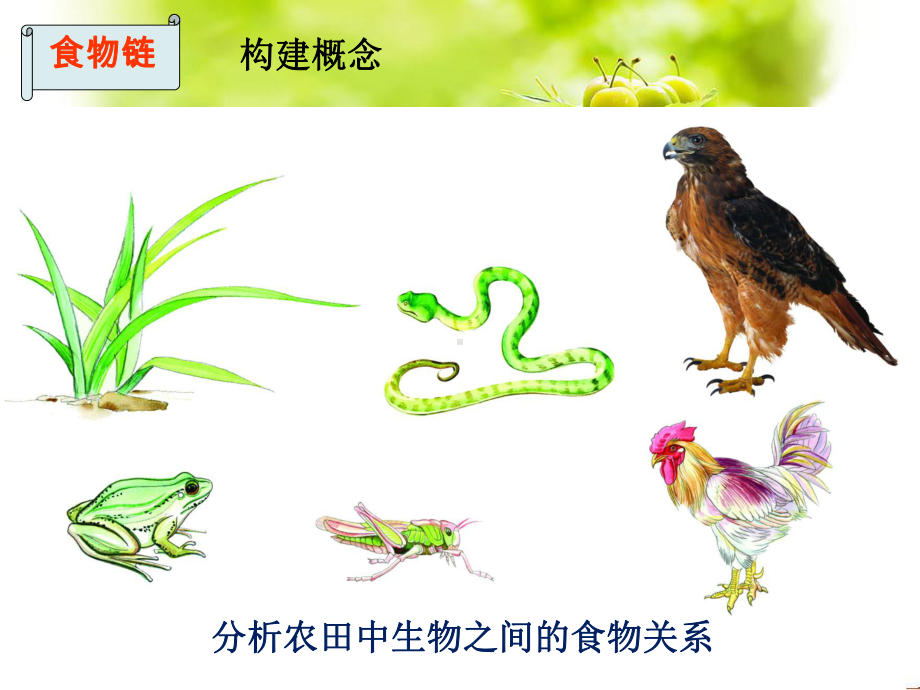 食物链初中生物课件-2.ppt_第3页