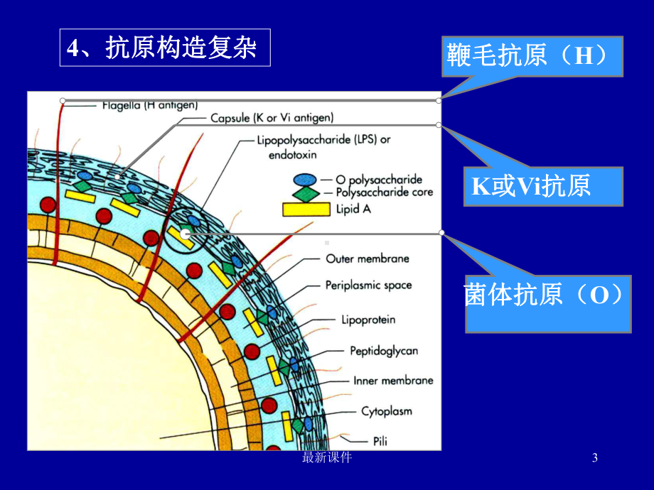 肠道感染细菌概述课件.ppt_第3页