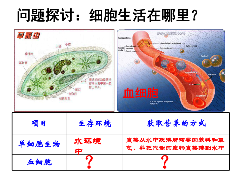 第一节细胞生活的环境课件.ppt_第2页