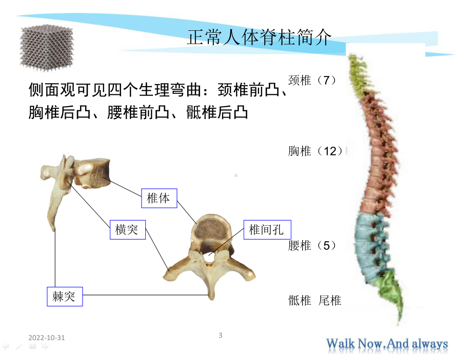 脊柱常见疾病简介-课件.ppt_第3页