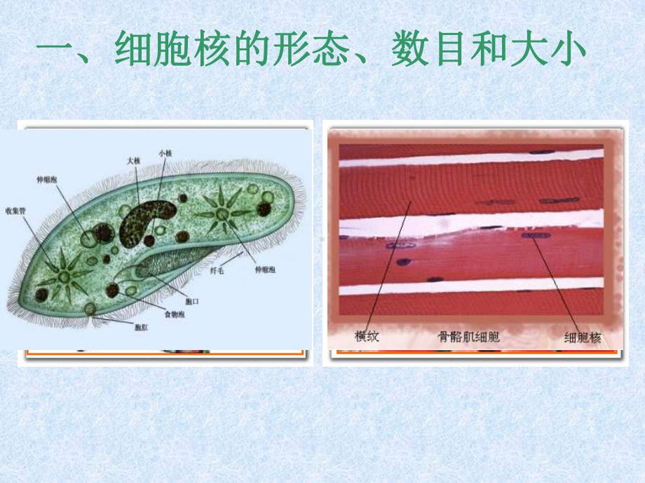 细胞核—系统的控制中心-课件.ppt_第3页