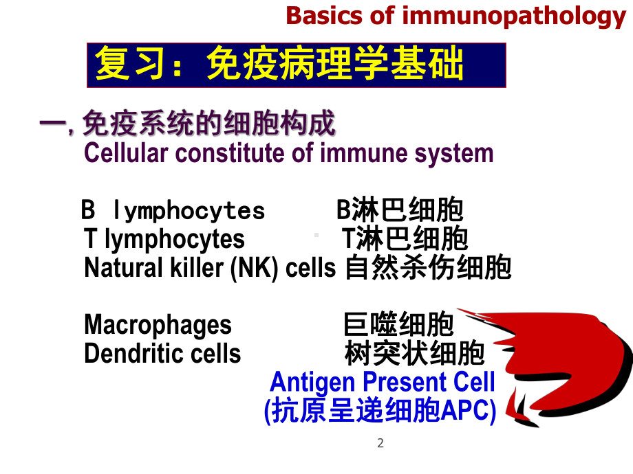 病理学免疫性疾病课件.ppt_第2页