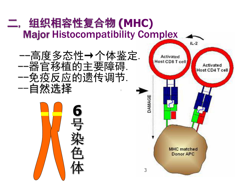 病理学免疫性疾病课件.ppt_第3页