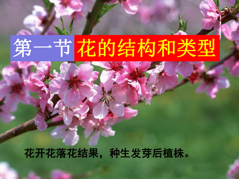 绿色开花植物的一生课件.ppt_第2页