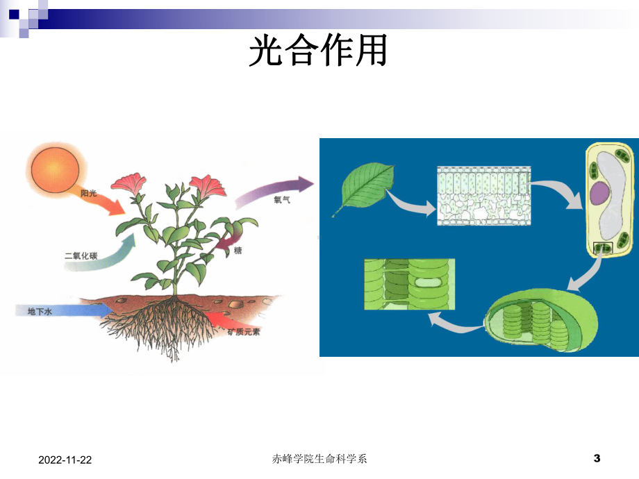 植物的营养器官—叶课件.ppt_第3页