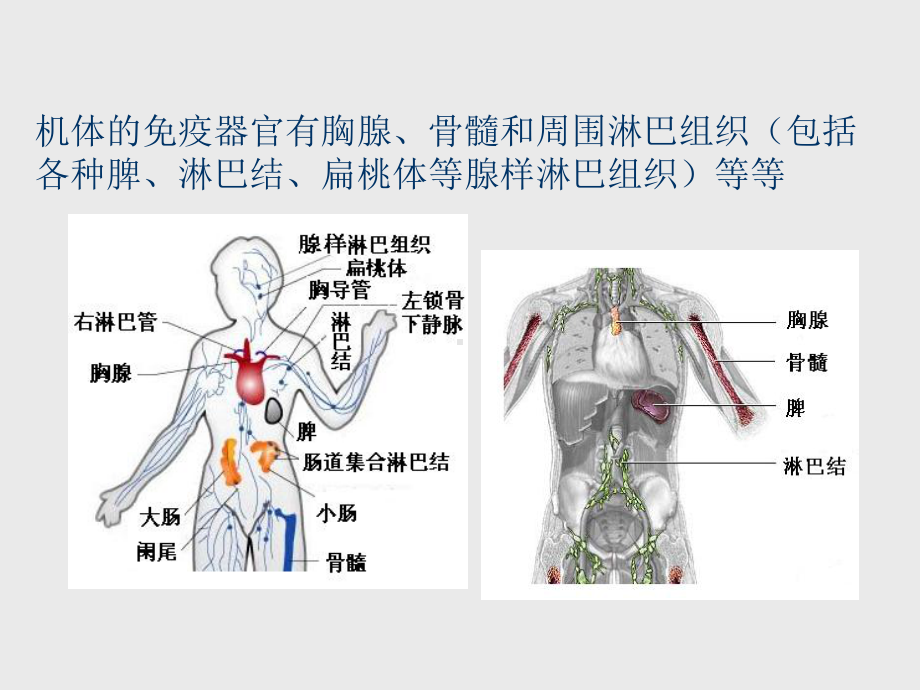 淋巴细胞亚群及其活化状态测定的临床应用-课件.ppt_第3页