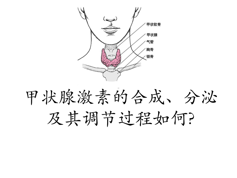 甲状腺激素的合成课件.ppt_第1页