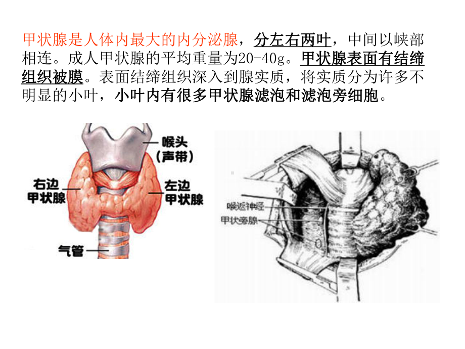 甲状腺激素的合成课件.ppt_第2页