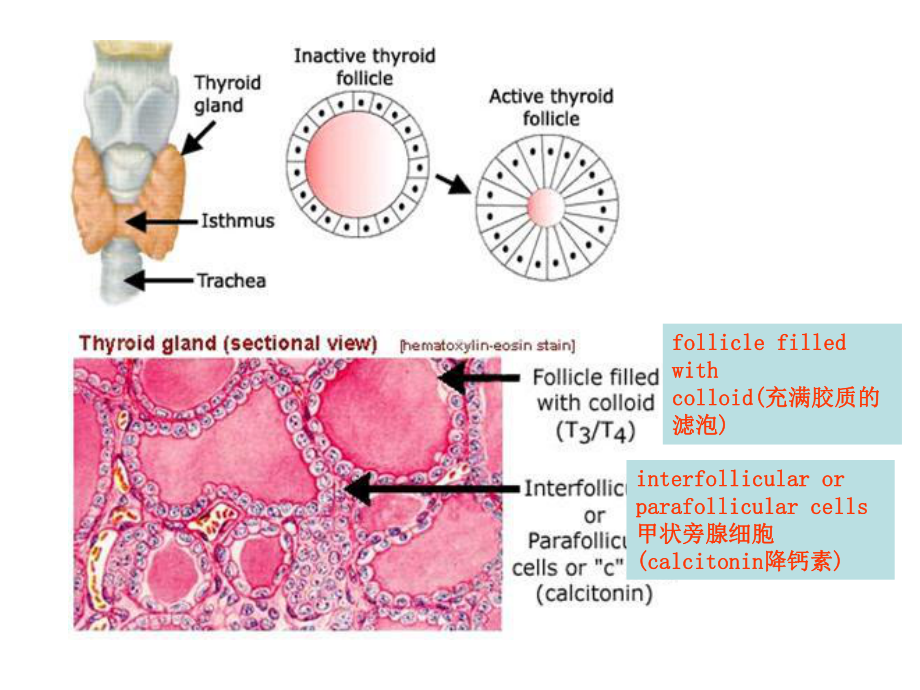 甲状腺激素的合成课件.ppt_第3页