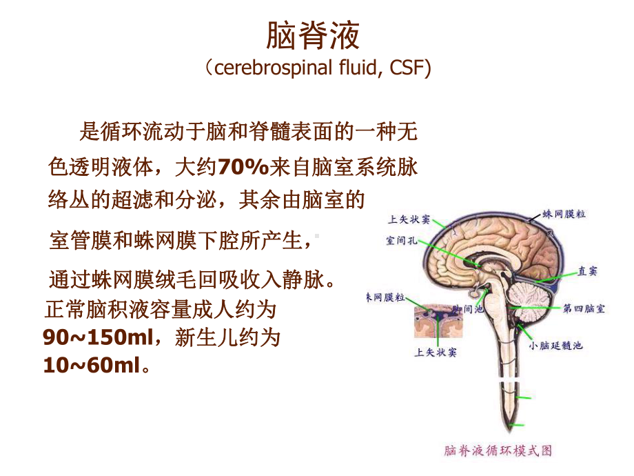 脑脊液检测课件.ppt_第2页