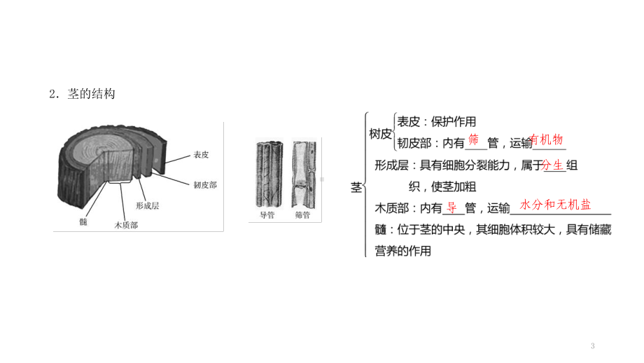 浙教版科学中考复习：绿色植物的物质和能量的转换(-1)共32张)课件.pptx_第3页