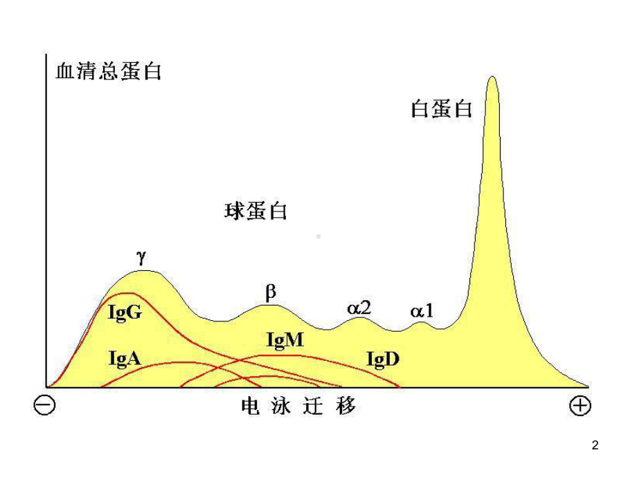 第4章免疫球蛋白课件.ppt_第2页