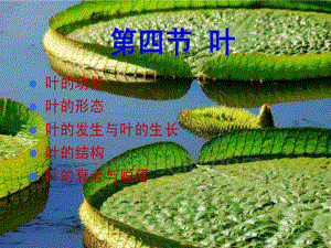 植物形态结构(叶)课件.ppt