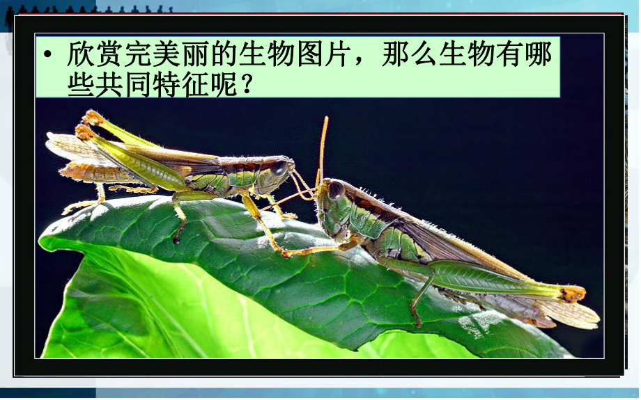 生物的特征(30)初中生物课件.ppt_第3页