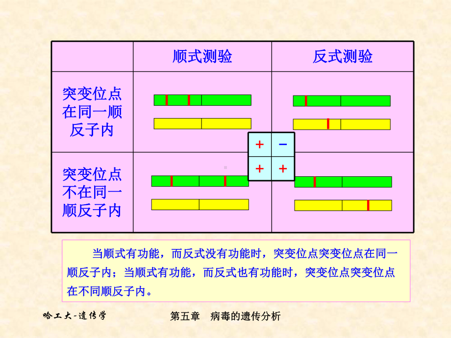 病毒的遗传分析课件.ppt_第2页