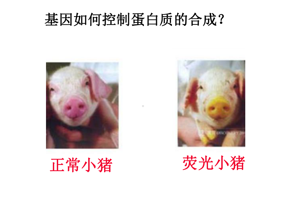 高中生物必修二第四章第三节基因控制蛋白质的合成课件.ppt_第2页