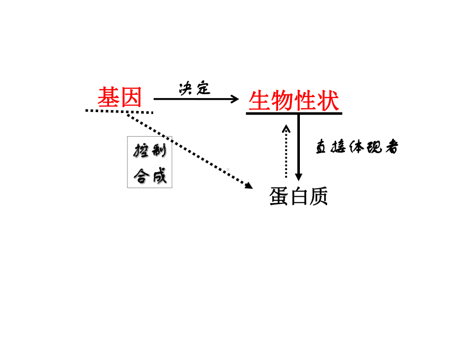 高中生物必修二第四章第三节基因控制蛋白质的合成课件.ppt_第3页