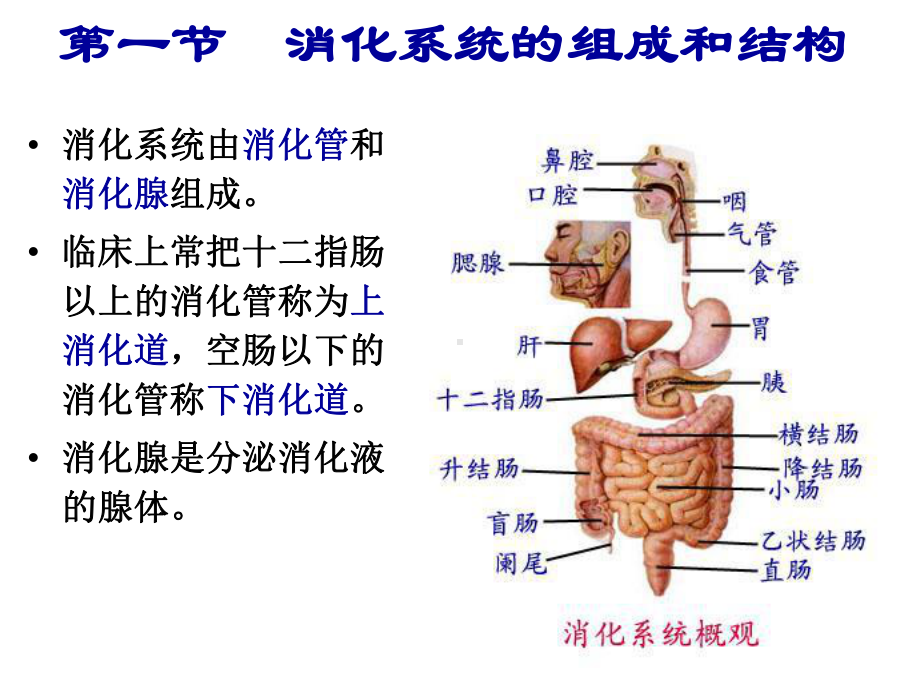 第八章消化系统课件.ppt_第3页