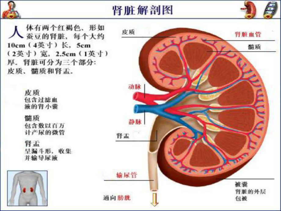 肾穿刺的术前准备课件.ppt_第2页