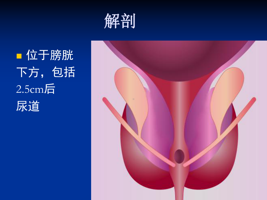 良前列腺增生病人的护理BenignProstaticHyperplasia课件.ppt_第3页