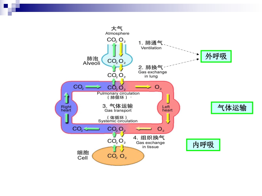 第十四章肺功能不全课件.ppt_第2页