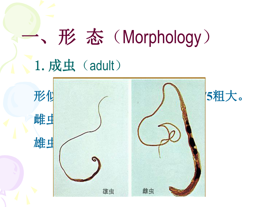 毛首鞭形线虫mondia课件.ppt_第2页