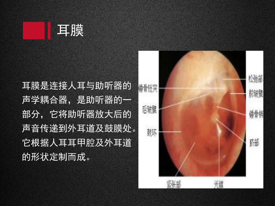 耳膜及其声学特性课件.ppt_第2页