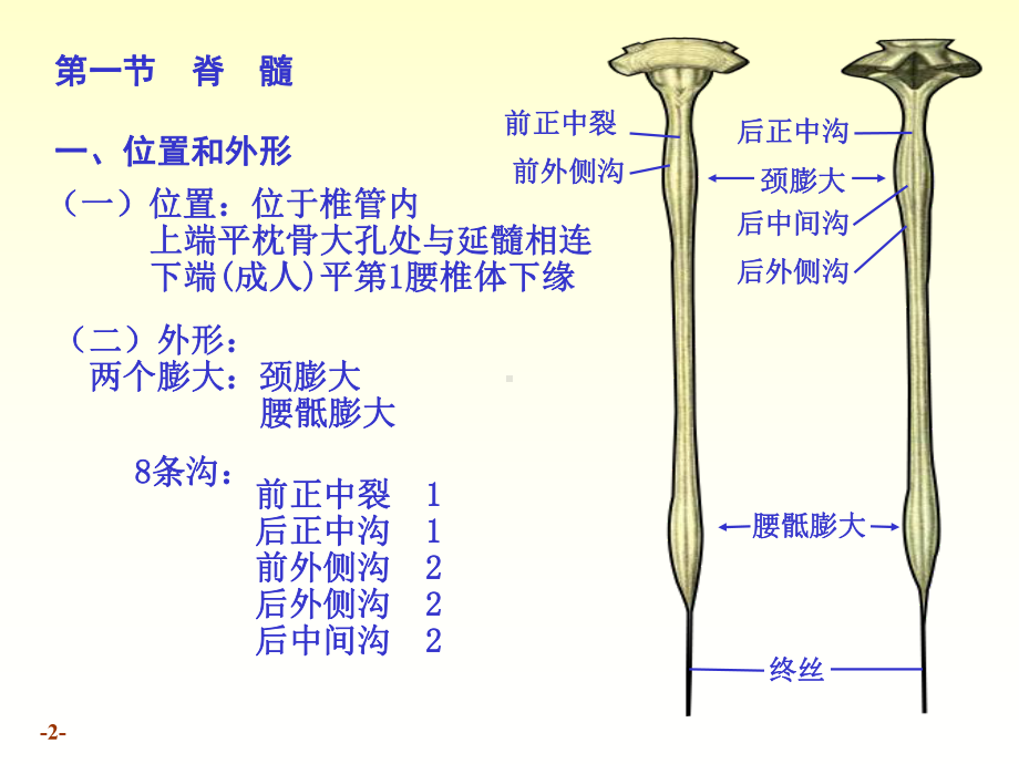 系统解剖学课件chapter17-1脊髓.ppt_第2页