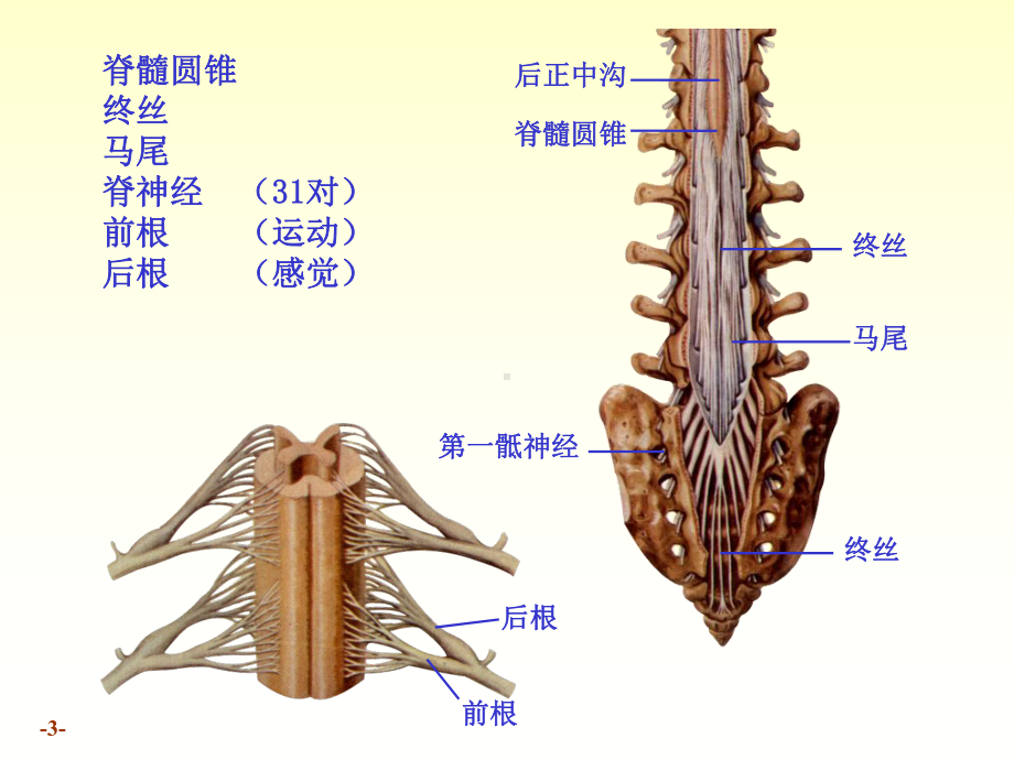 系统解剖学课件chapter17-1脊髓.ppt_第3页