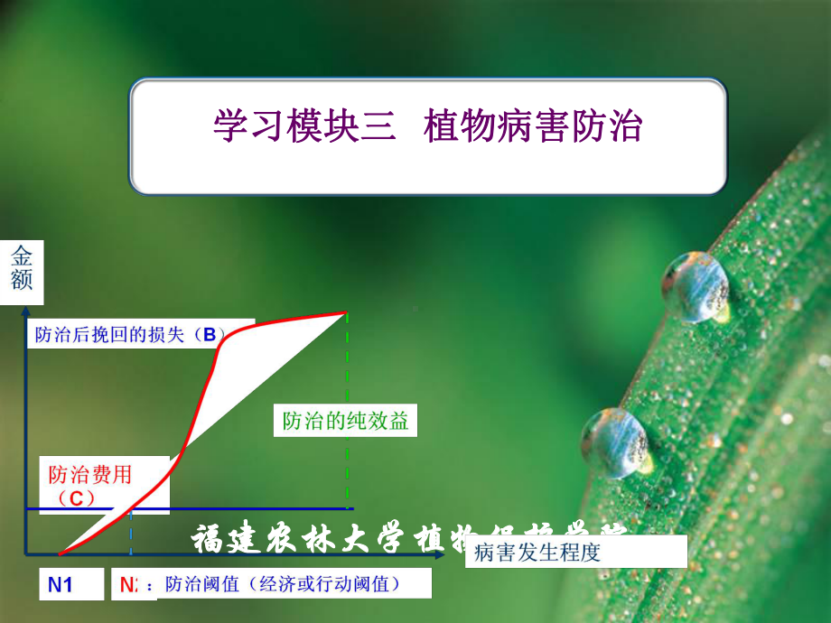 植物病害治理课件.ppt_第1页