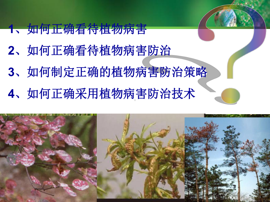 植物病害治理课件.ppt_第2页