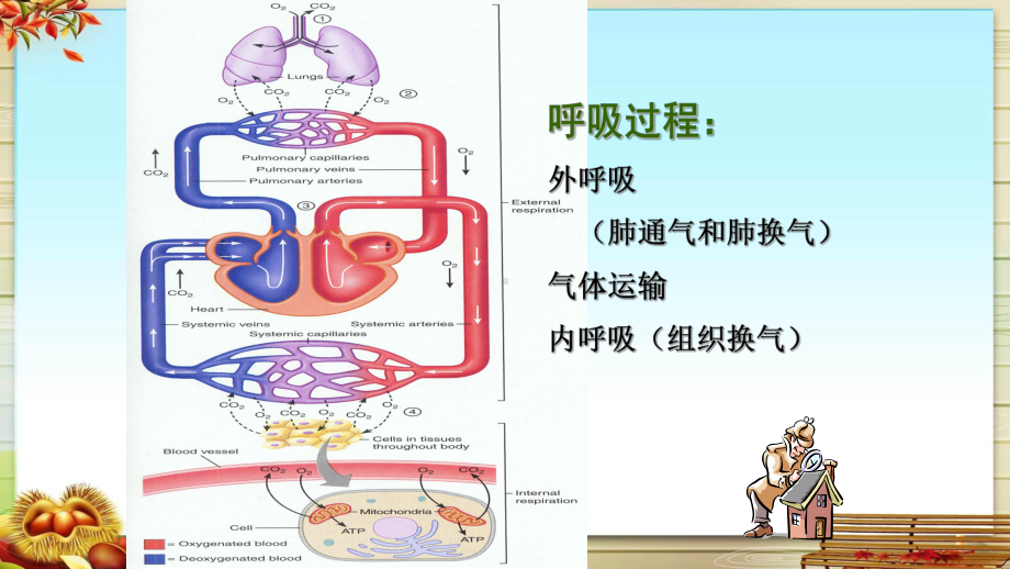 肺的生理功能课件.pptx_第2页