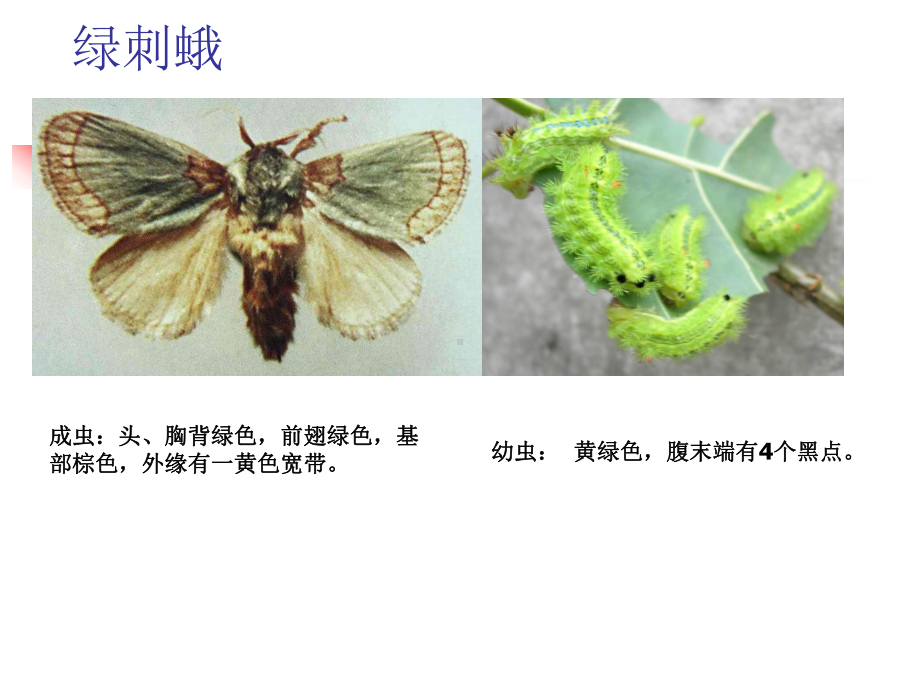 病虫害识别1课件.ppt_第3页