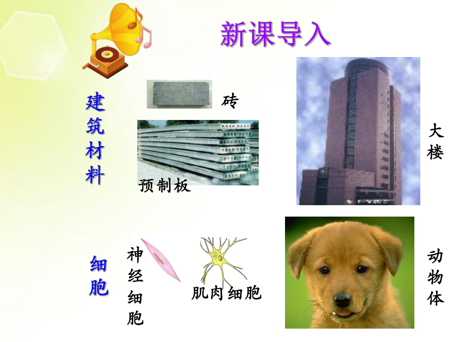 第二节动物的结构层次课件.ppt_第1页