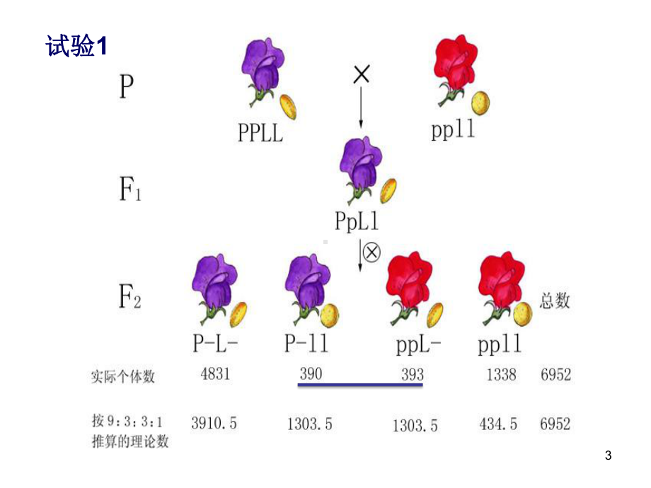 第4章连锁遗传和性连锁课件.ppt_第3页