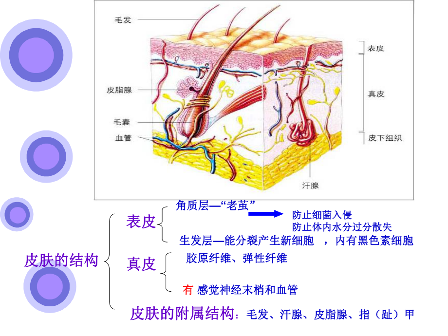 皮肤与汗液分泌课件.ppt_第3页