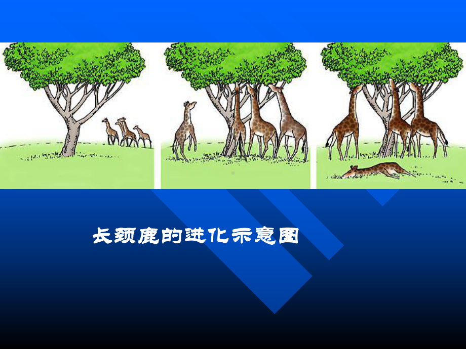 生物对环境的适应和影响(21)初中生物课件.ppt_第1页