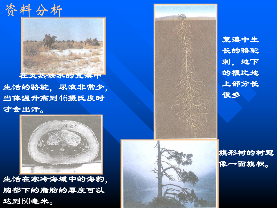 生物对环境的适应和影响(21)初中生物课件.ppt_第3页