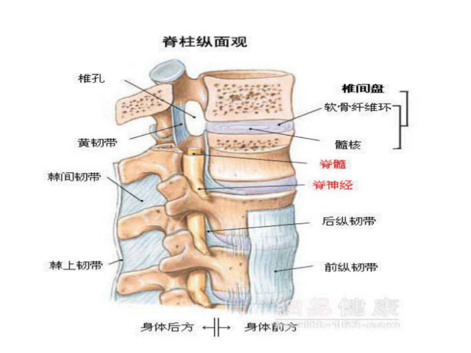 腰椎间盘突出症的治疗与护理课件.ppt_第2页