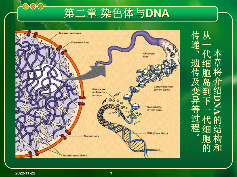 现代分子生物学第四版-第2章-染色体与DNA课件.ppt_第1页